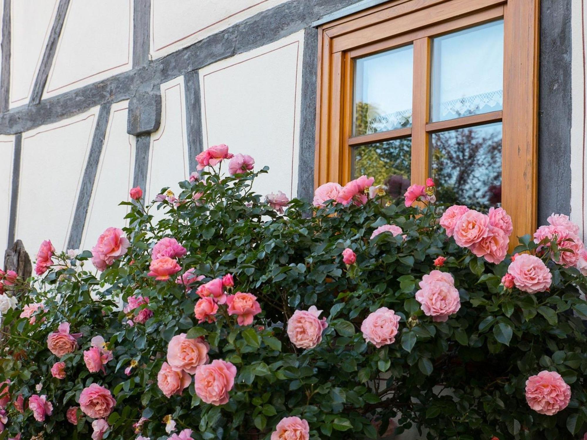 Apartamento Fachwerktraum Im Hof Alheim Exterior foto
